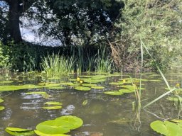 Mainschwimmen Juni 2026